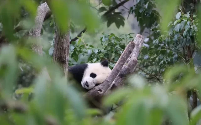 Chengdu Panda Bases: Which to Visit?