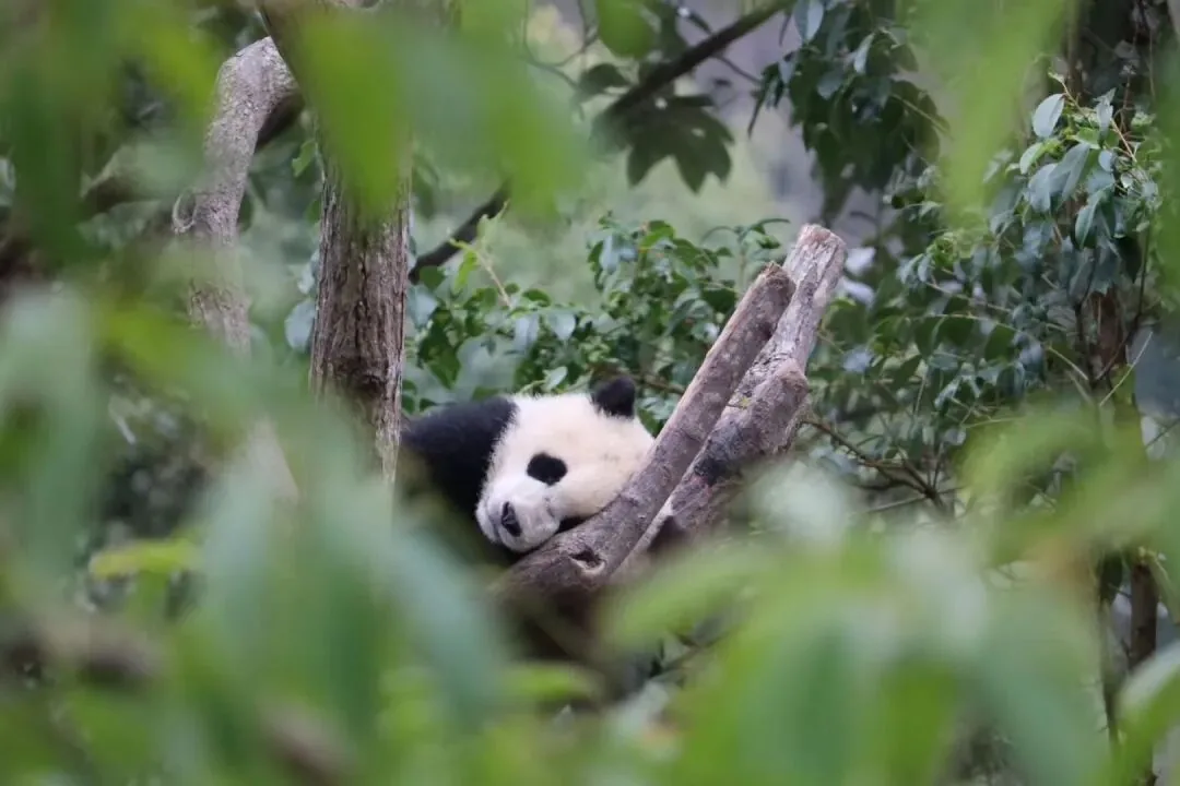 Giant panda eating bamboo at Chengdu Research Base, the most famous panda destination