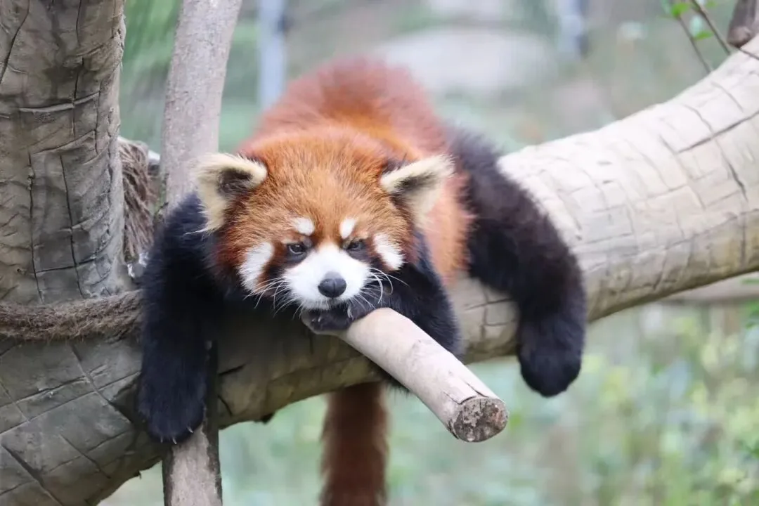 Red panda in open-air enclosure at Dujiangyan Panda Valley, Chengdu