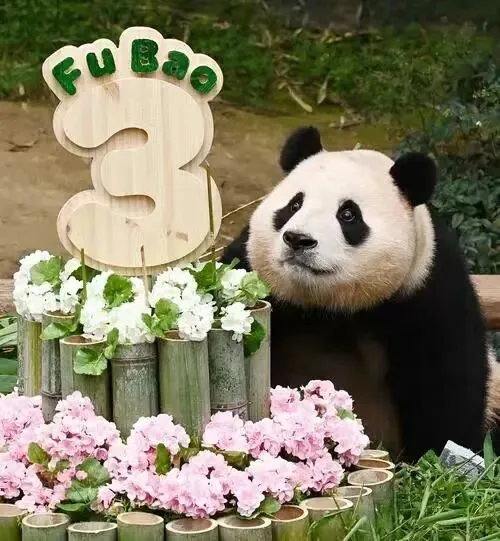 Fu Bao the giant panda at Wolong Shenshuping Base in Wenchuan, Sichuan