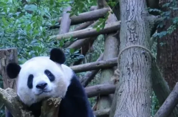 Chengdu Travel Guide: Local’s Itinerary