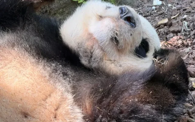 Panda Valley Day Trip from Chengdu