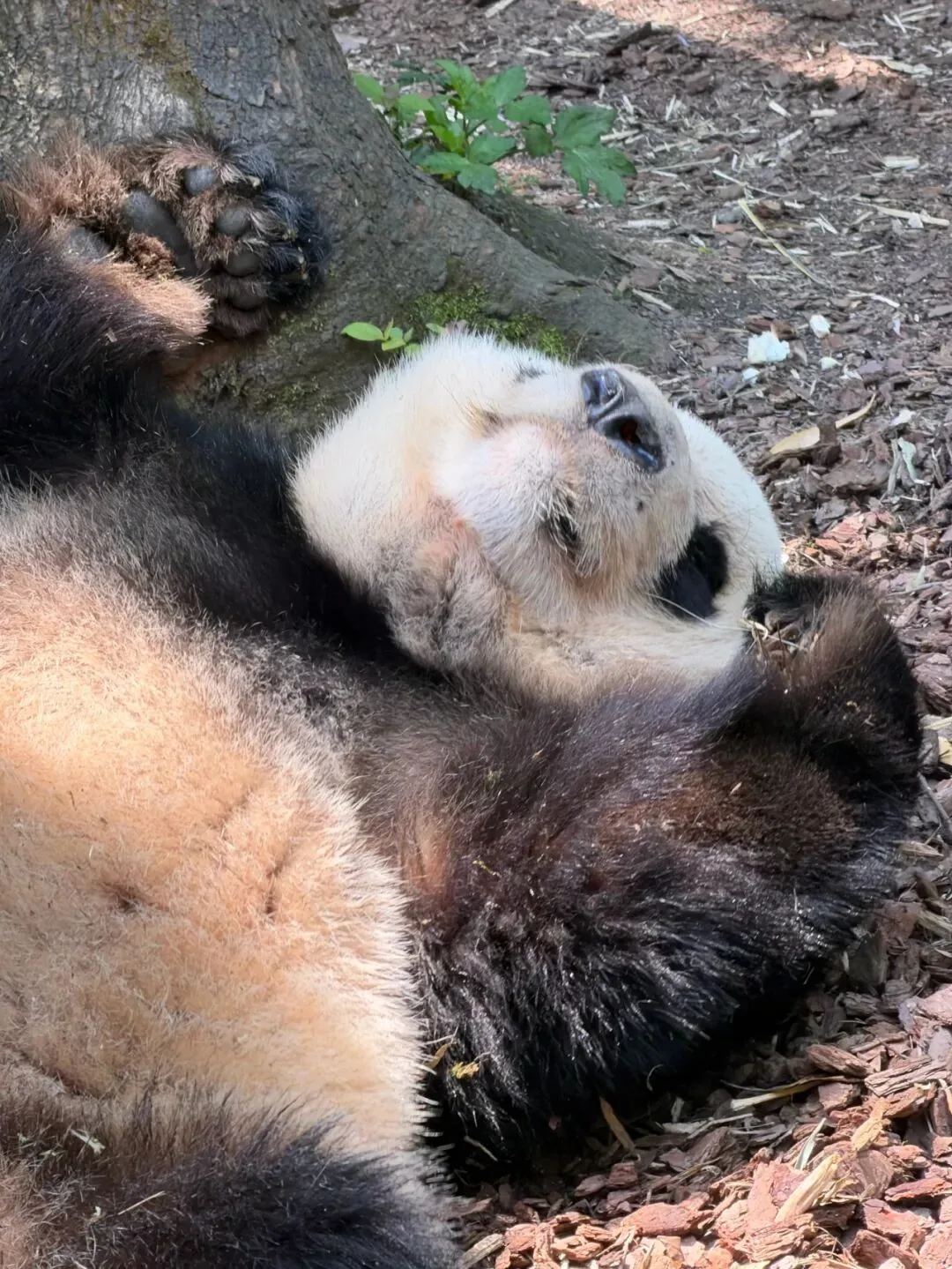 Driving route from Chengdu city to Dujiangyan Panda Valley takes about 1h40min
