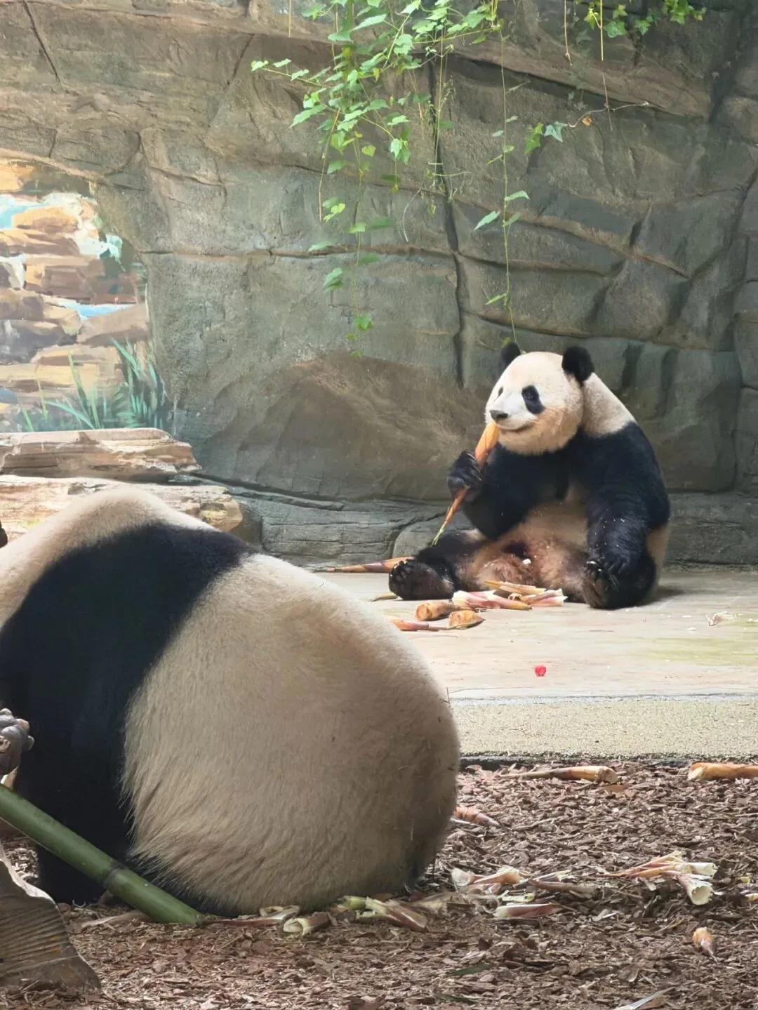 Adult ticket price 55 RMB and student ticket 27 RMB for Panda Valley