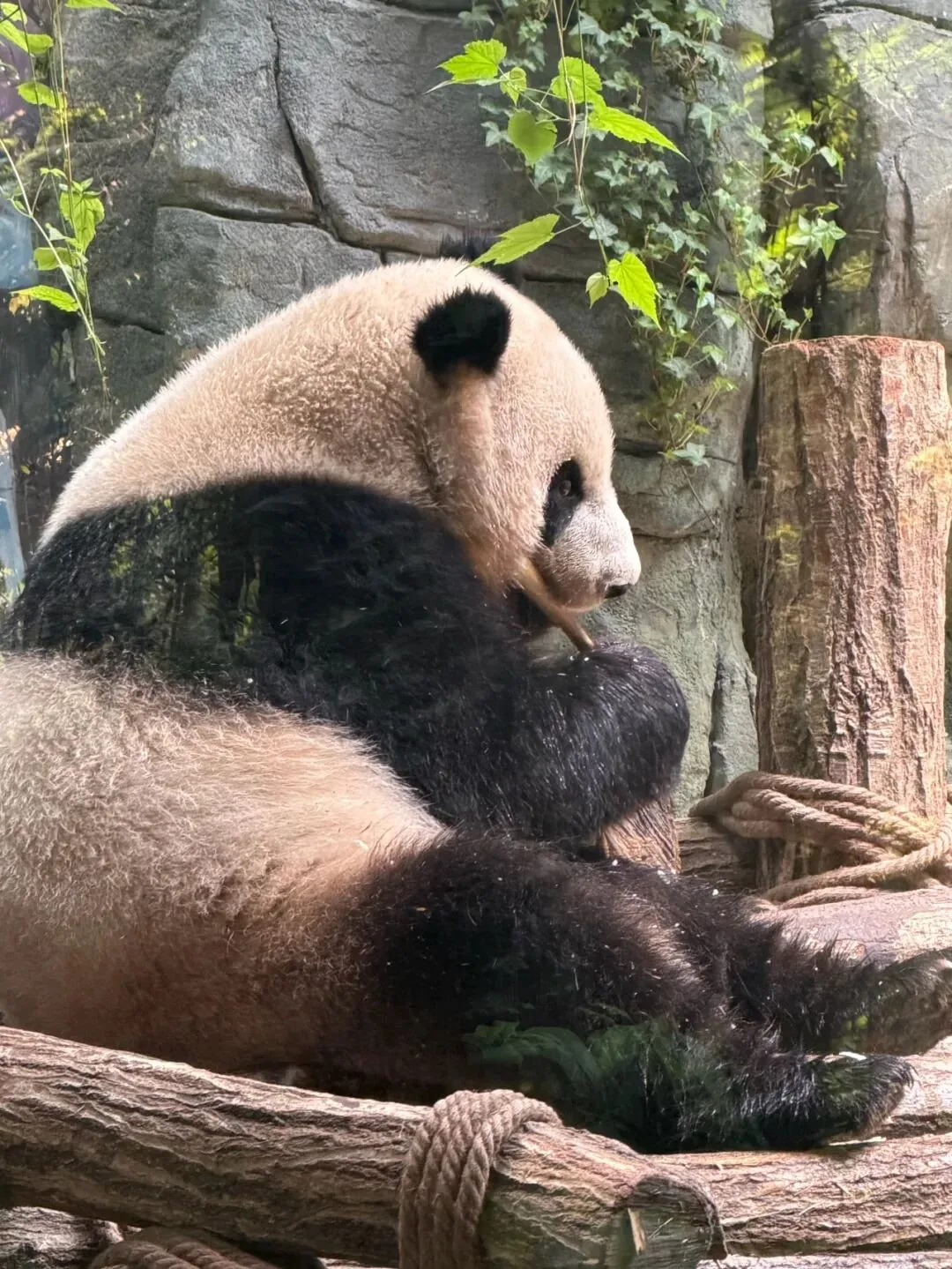 Official WeChat public account booking page for Panda Valley tickets