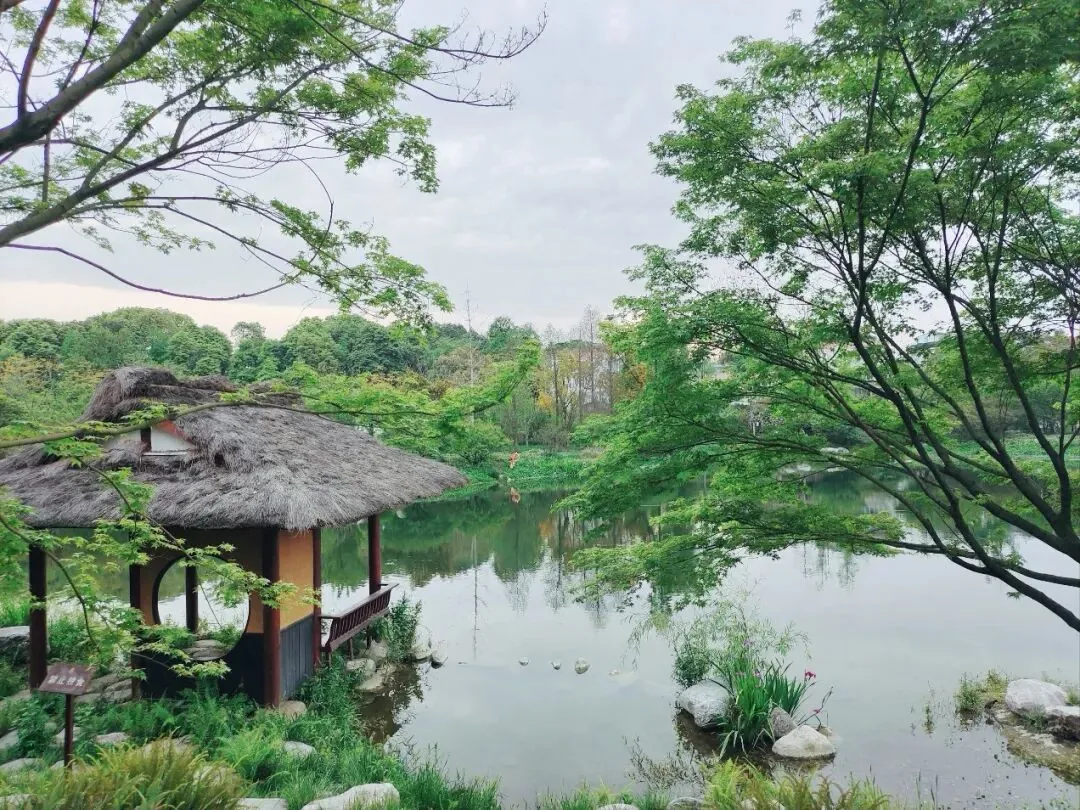 Scenic Huanhuaxi Park with lake and lush trees in Chengdu