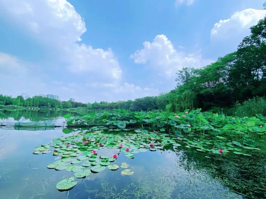 Flower-lined path at Huanhuaxi Park inspired by Du Fu's poetry