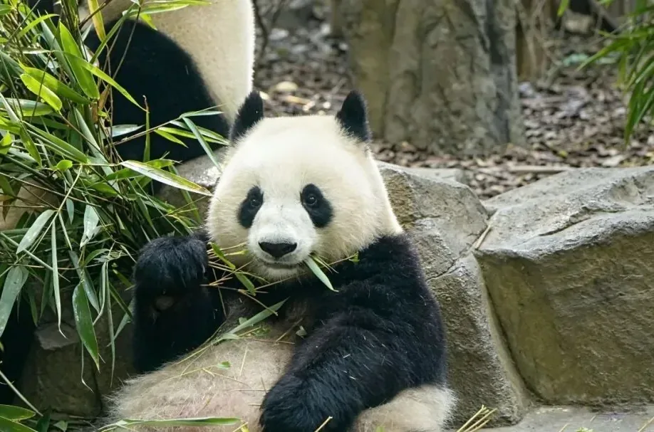 Visitors standing at a respectful distance watching a giant panda in an enclosure.
