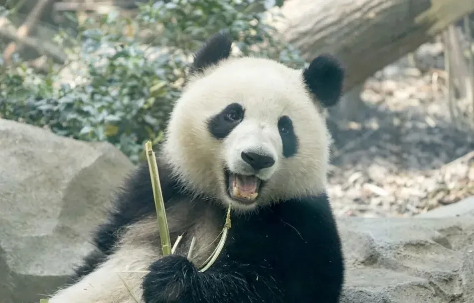 A giant panda sitting calmly with bamboo while visitors keep quiet at the panda base.