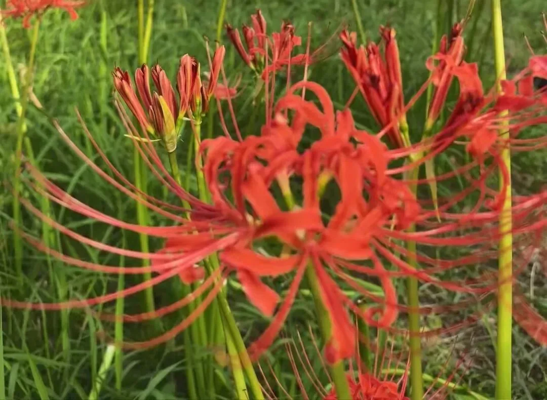 Close-up of red spider lilies and white reeds at Qinglong Lake Park