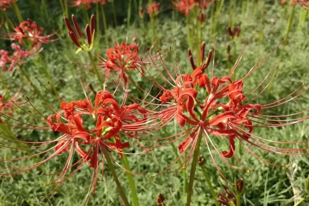 Fiery red spider lilies blooming by the lake at Qinglong Lake Park