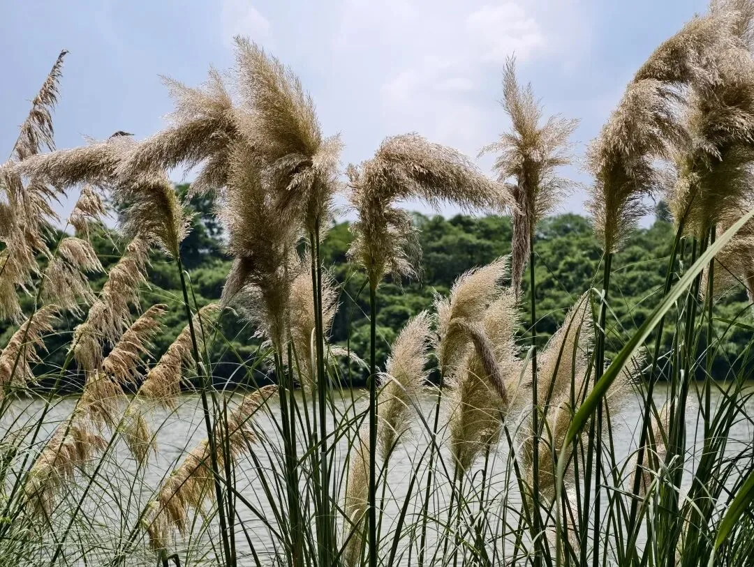 Cluster of red spider lilies in natural setting at Qinglong Lake Park