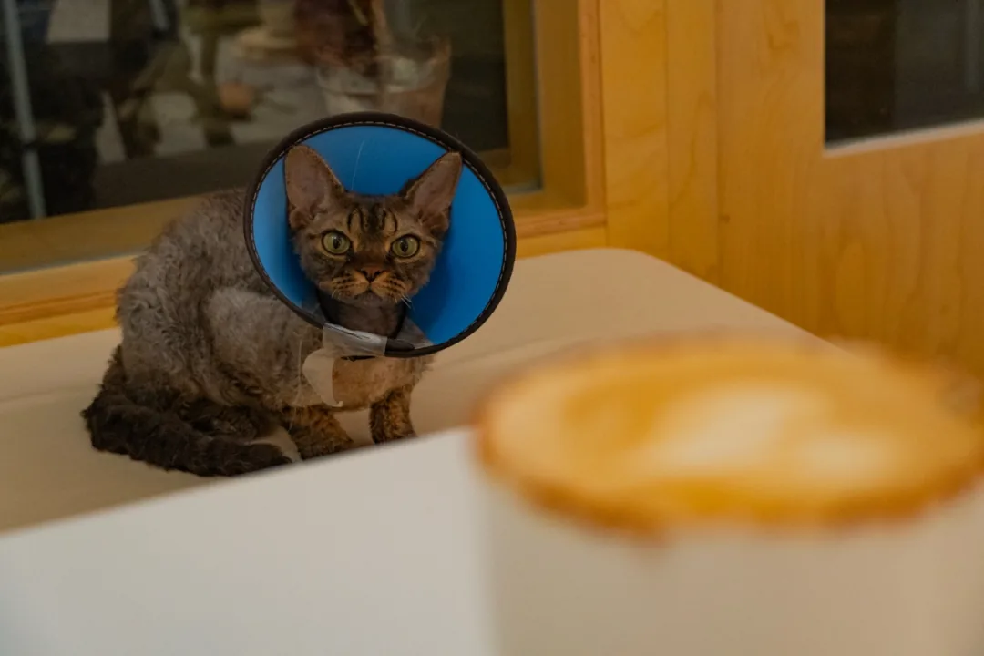 Cat café entrance with shoe covers and hand sanitizer at Drink a Friday, Chengdu counting streets
