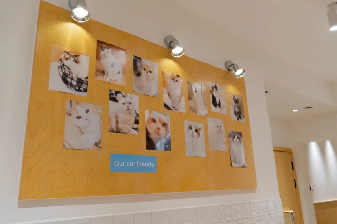 Fifteen plump cats lounge at Drink a Friday cat café in Chengdu counting streets