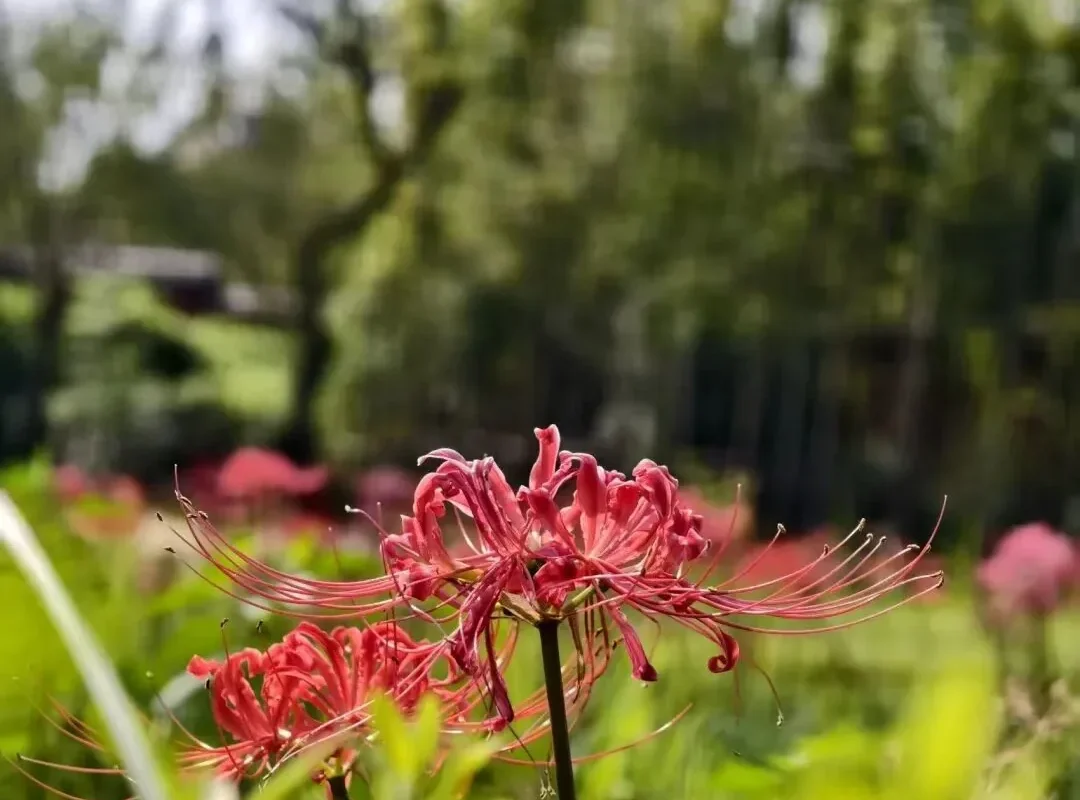 Wangcong Shrine Spider Lilies: A Chengdu Hidden Gem