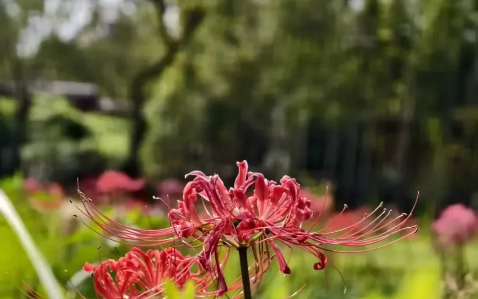 Wangcong Shrine Spider Lilies: A Chengdu Hidden Gem