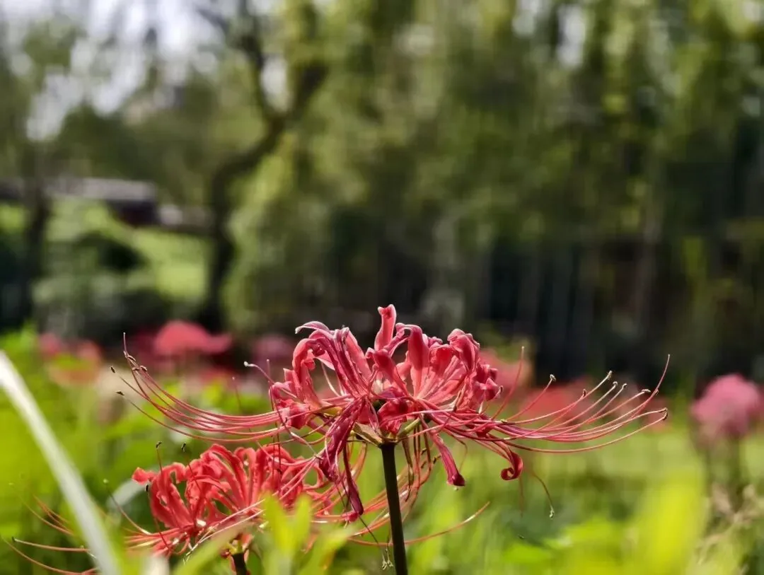 Red spider lilies blooming in a classical Chengdu garden