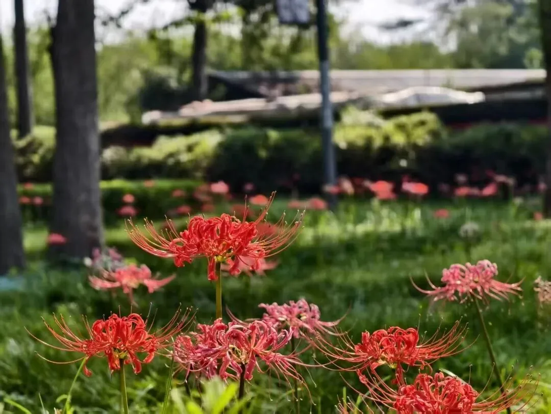 Spider lilies in full bloom at Wangcong Shrine in September