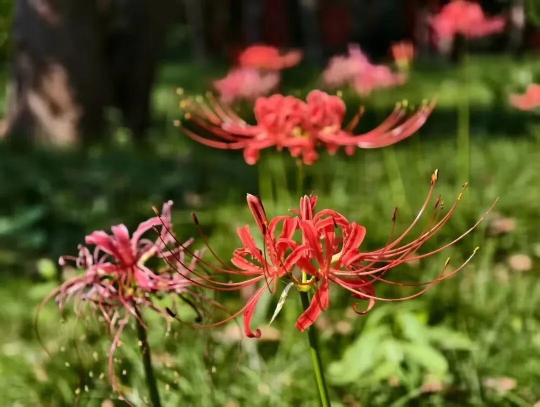 Close-up of red spider lily flowers without leaves