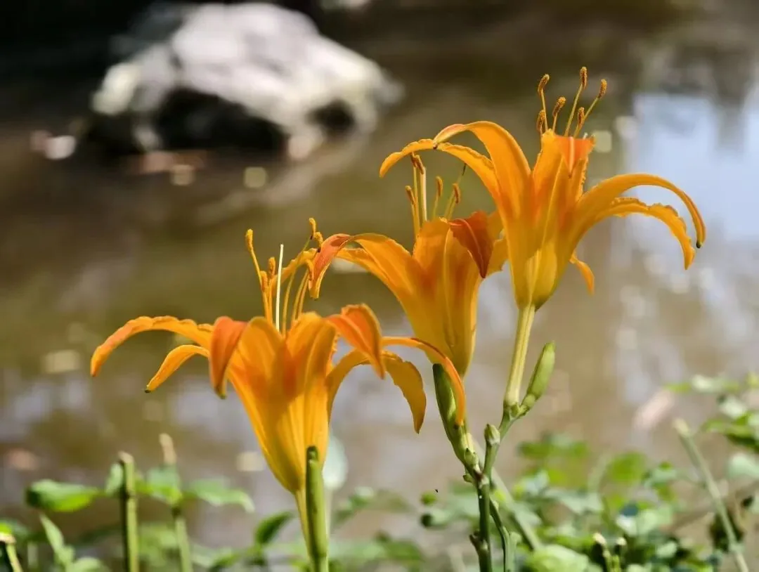 Red spider lilies symbolizing the legend of flower and leaf