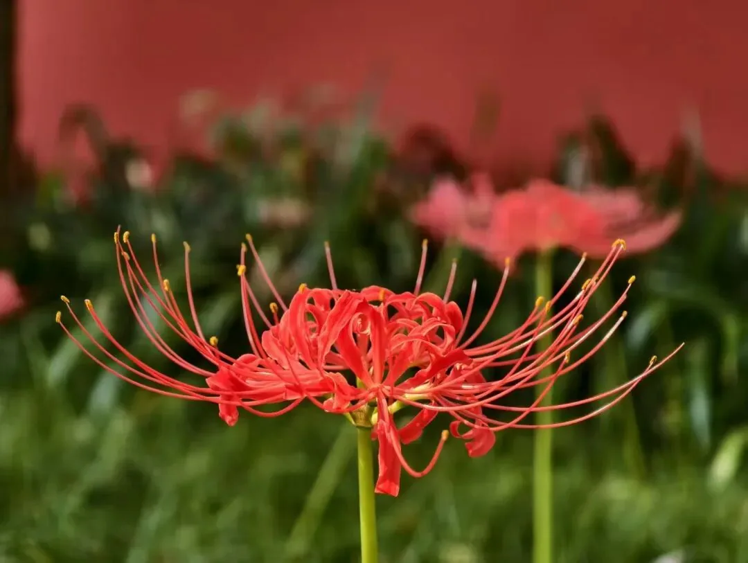 Spider lilies along a path in the shrine garden