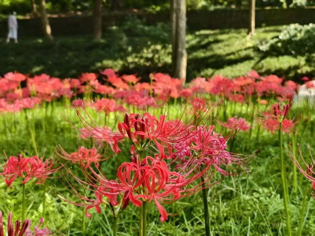Cluster of red spider lilies with ancient trees in background