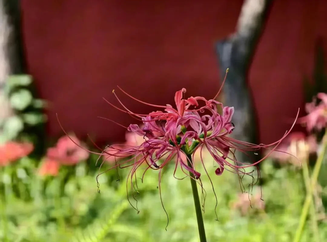 Chengdu Autumn Flowers: Qingyang’s First Blooms
