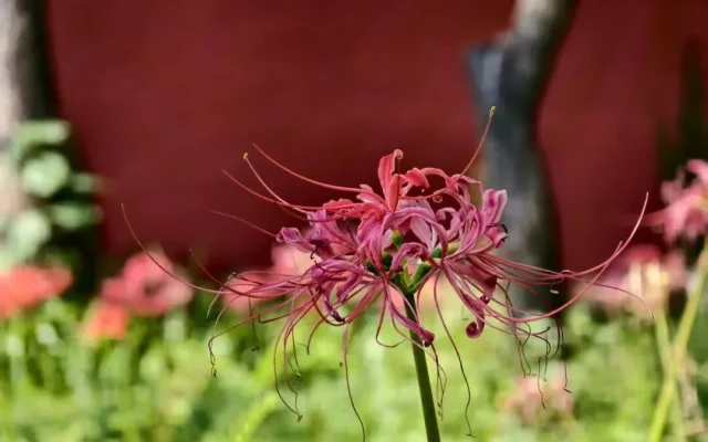 Chengdu Autumn Flowers: Qingyang’s First Blooms