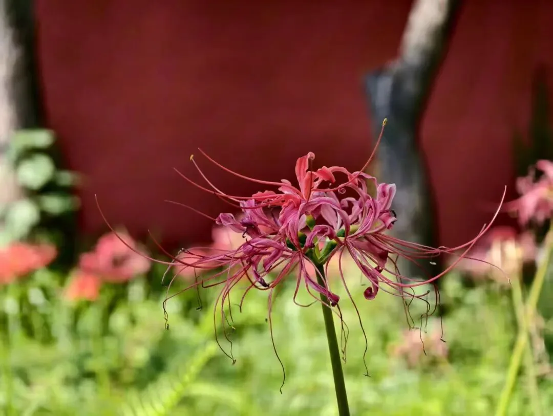 Red spider lilies contrasting with vermilion shrine walls