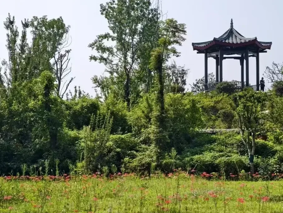 Native Chinese spider lilies thriving in shaded garden