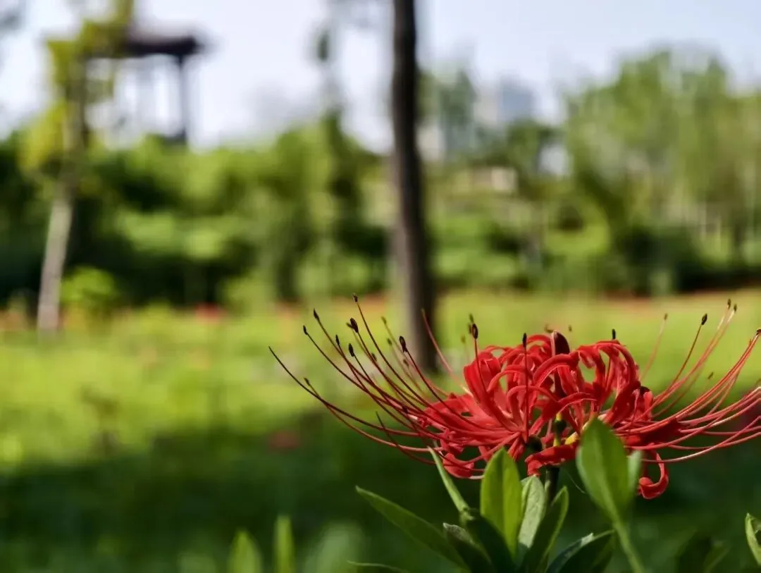 Scenic view of Wangcong Shrine garden with spider lilies