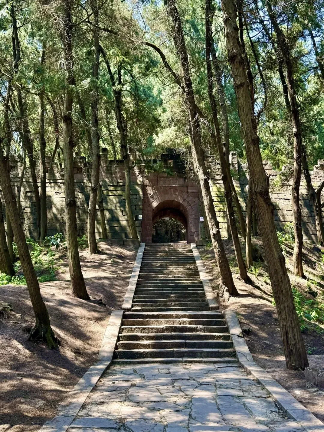 Ancient cypress trees along the mountain path leading to Ciyun Temple in Jintang