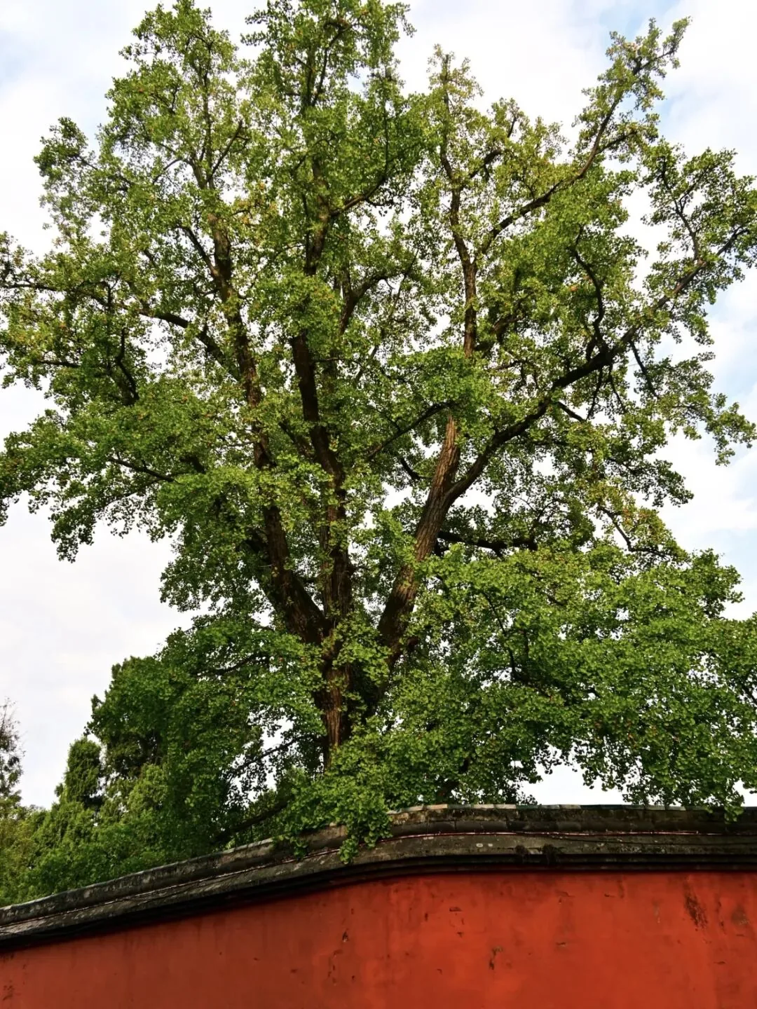 Two ancient ginkgo trees known as the Couple Trees at Ciyun Temple