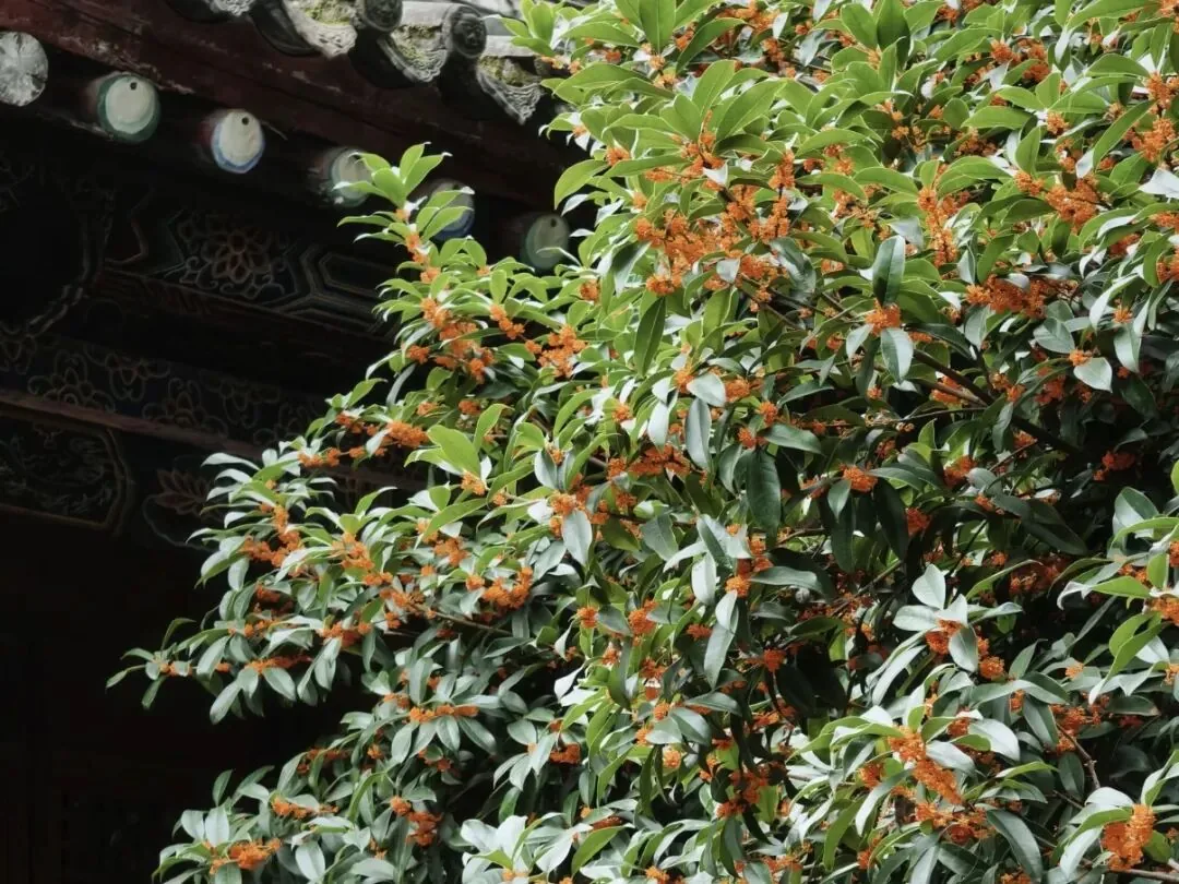 Sweet osmanthus fragrance along riverside walkway at Tiexiang Temple Water Street