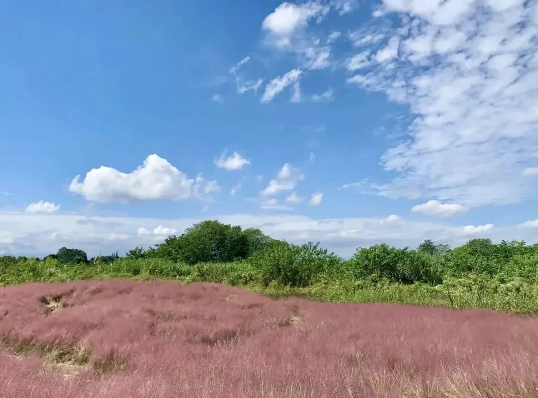 Wangjiawan Flower Sea: 300+ Acres in Chengdu