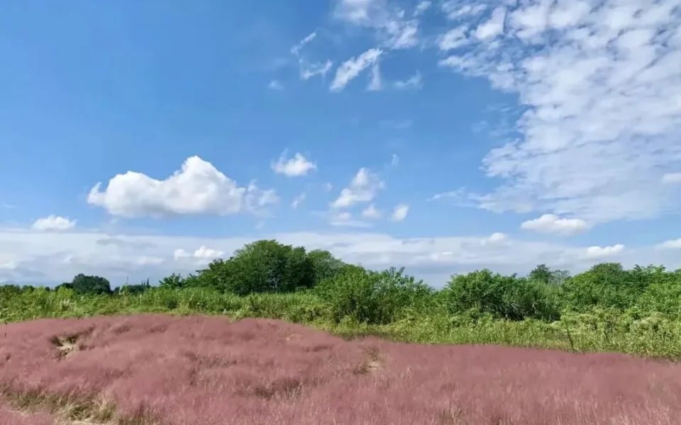 Wangjiawan Flower Sea: 300+ Acres in Chengdu