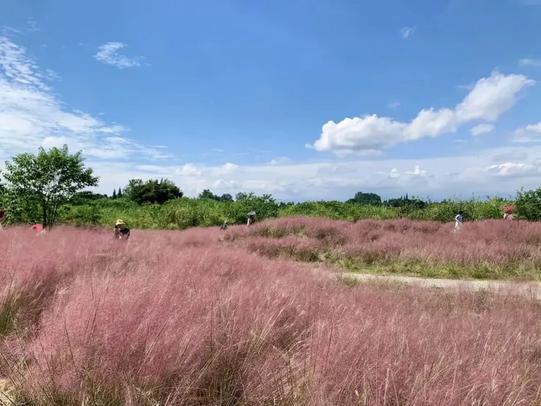 Pink muhly grass and sulfur cosmos at Wangjiawan Flower Sea