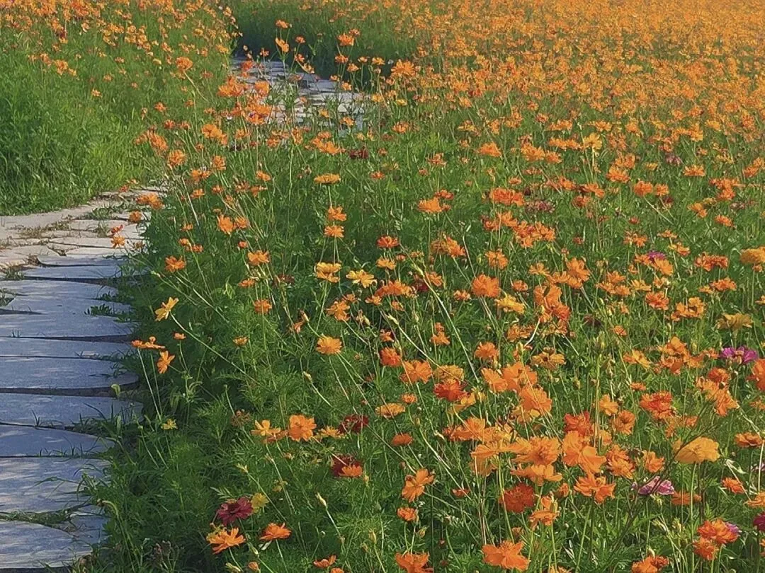 Wangjiawan Flower Sea in Wenjiang Shou'an by the Minjiang River