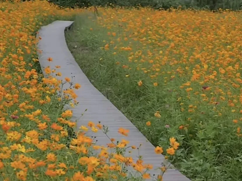 Flower fields that were once tidal flats in Shou'an Town