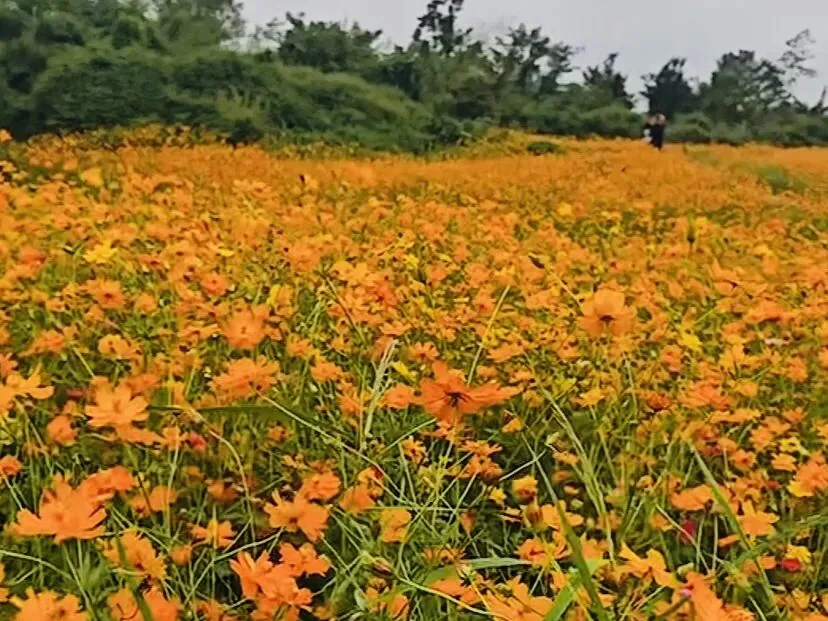 Sulfur cosmos also called yellow cosmos blooming along field paths