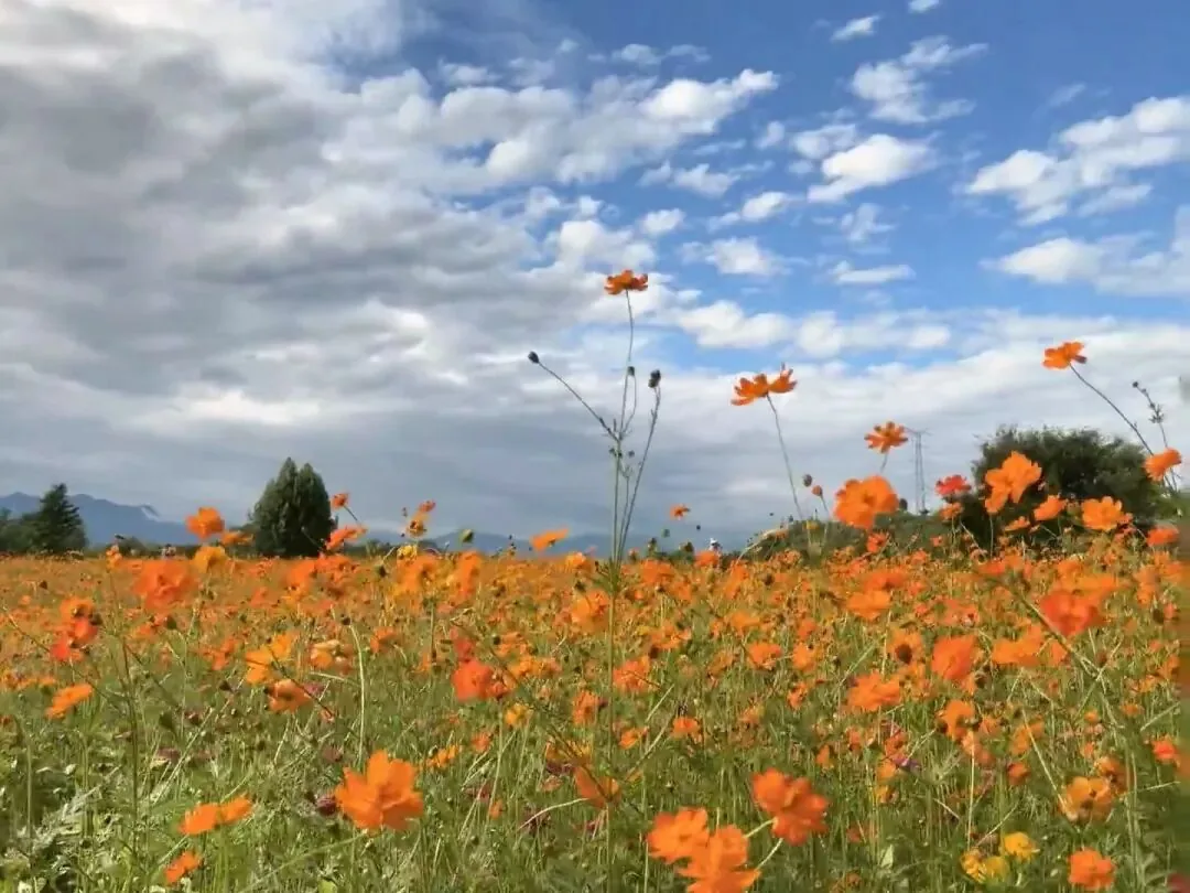 Bright orange sulfur cosmos with wooden boardwalk through the field