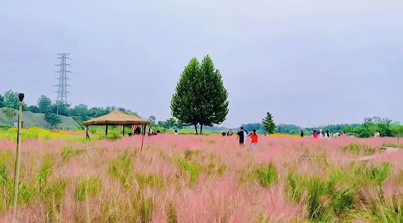 Pink muhly grass looking like a pink cloud on the ground