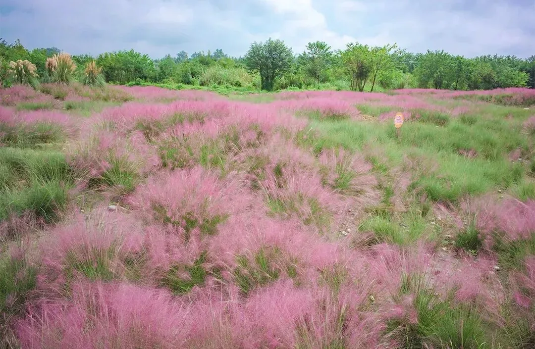Wangjiawan flower fields with snack stalls nearby