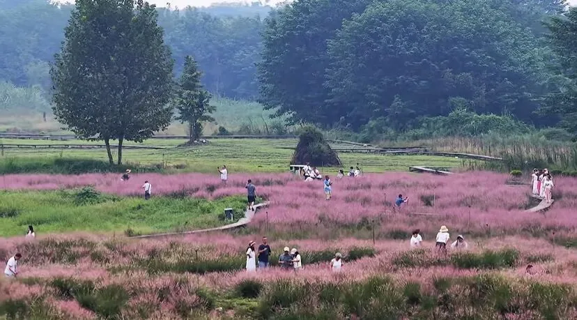Visitors walking along boardwalk in natural flower sea at Wangjiawan