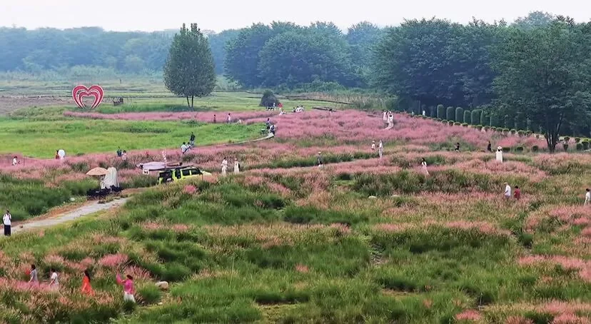September weather and flowers at Wangjiawan Flower Sea in Chengdu