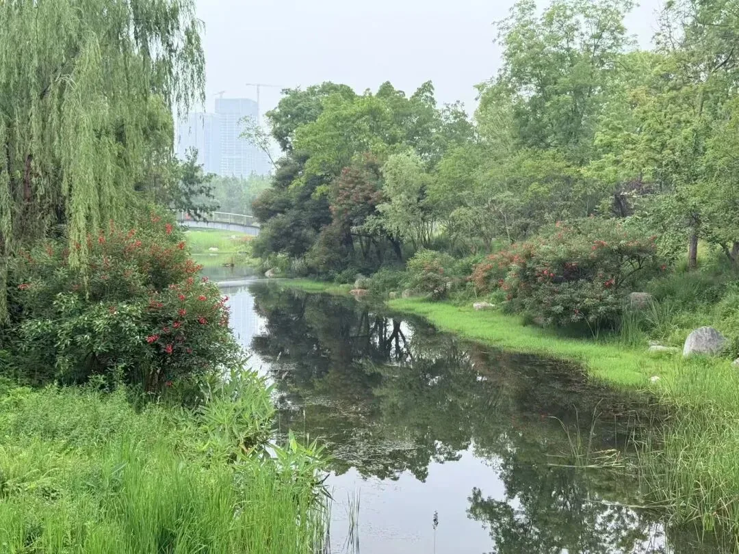 Wild grass and flowers along a path in Tianfu Park in September