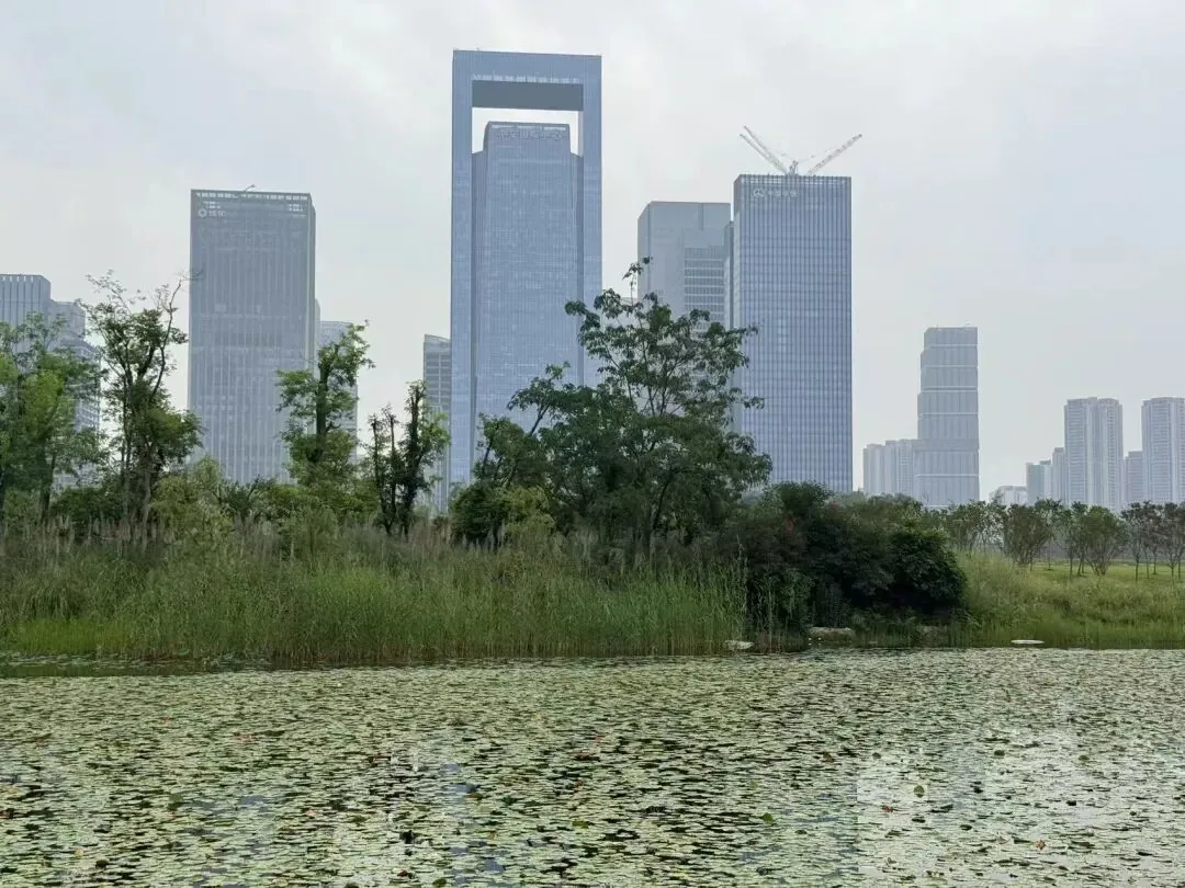Pink muhly grass in Area B of Tianfu Park near the high school