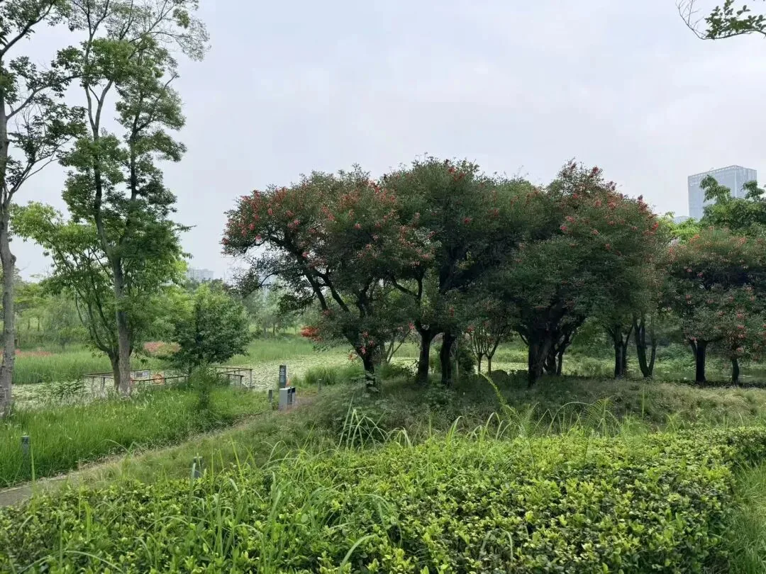 Scenic view of Tianfu Park's lake and greenery in autumn