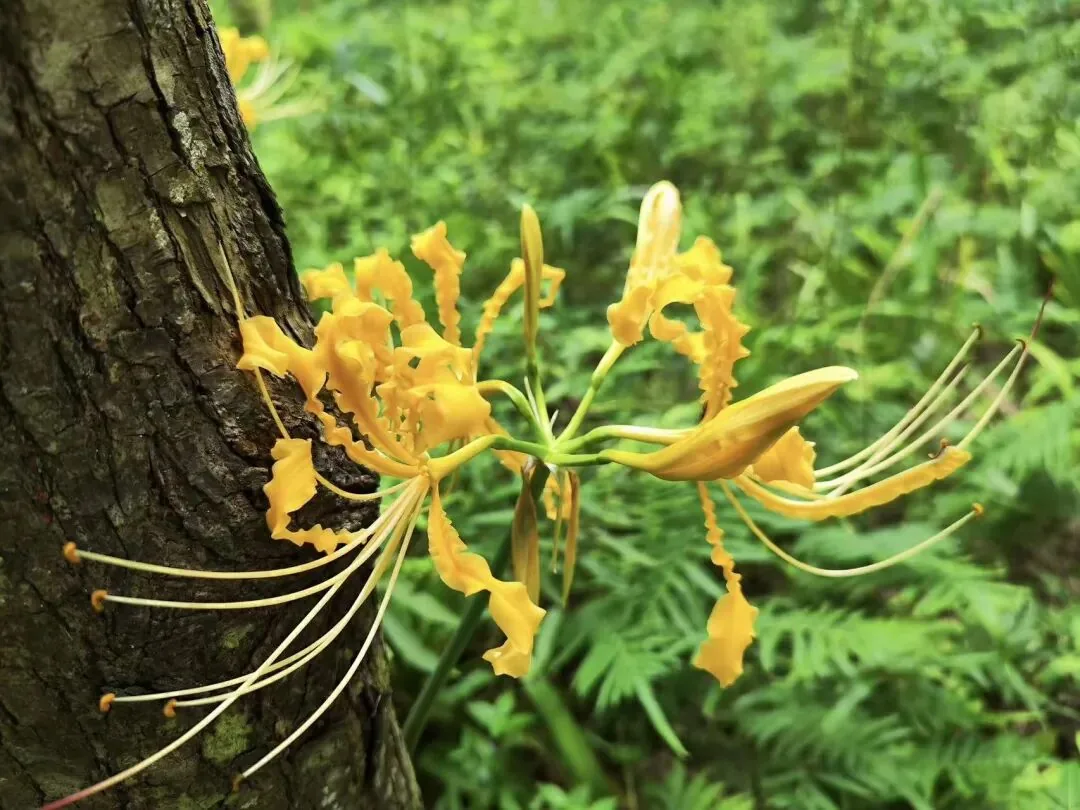 Vibrant red spider lilies blooming in Wenhua Park