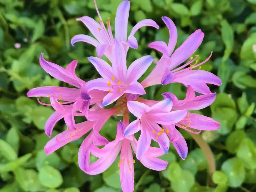 Spider lilies with no leaves, only flowers on stems